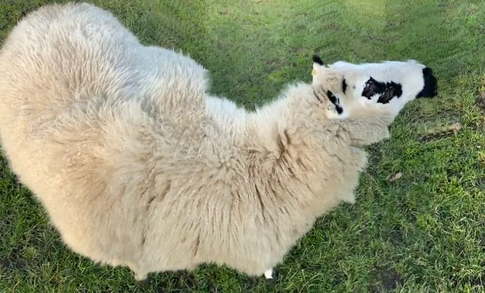 8 Eyed Multi Legged Demon Sheep