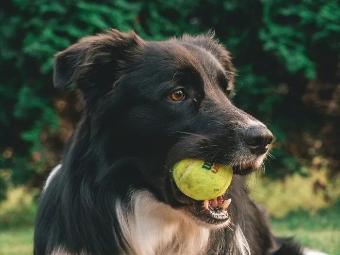 30 Times Pets Surprised Their Owners By Showing Just How Intelligent They Can Be