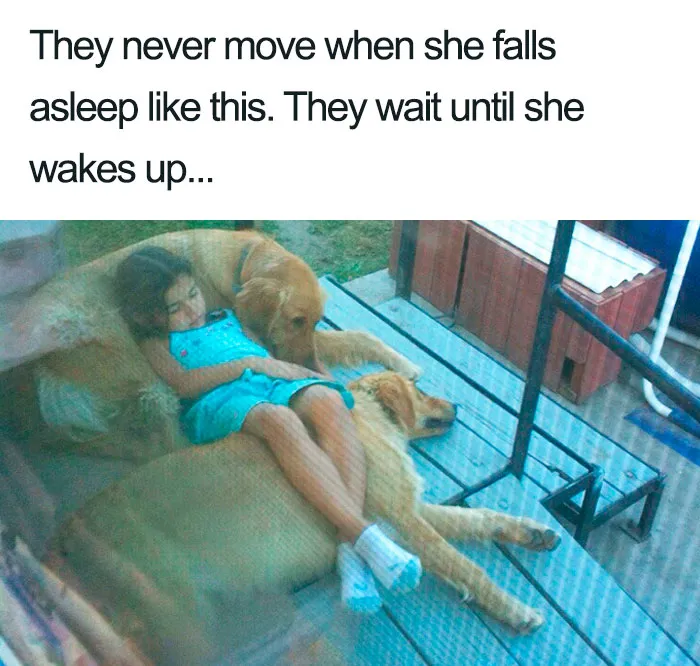 Wholesome Doggos