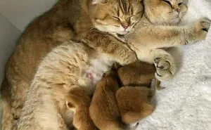 “This Is My Life Now”: 50 Funny Pics Of People And Animals Accepting Uncommon Situations