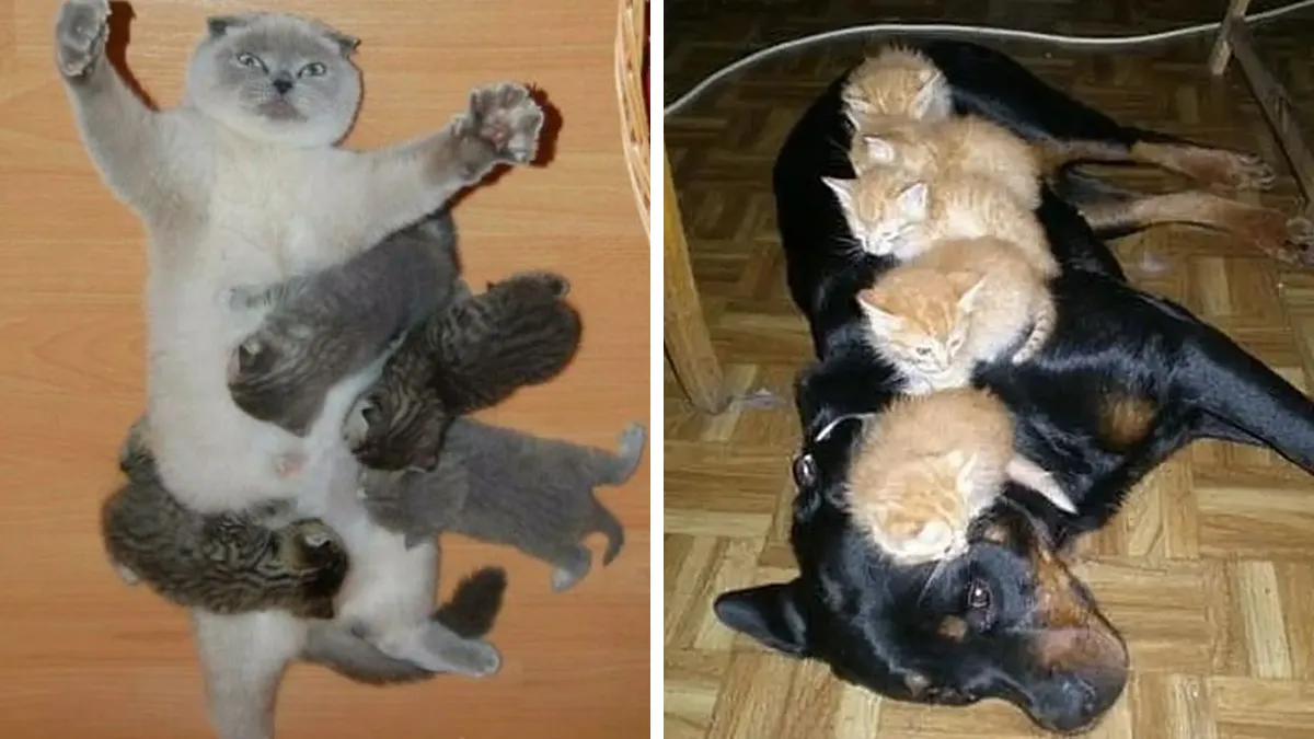 “This Is My Life Now”: 50 Funny Pics Of People And Animals Accepting Uncommon Situations