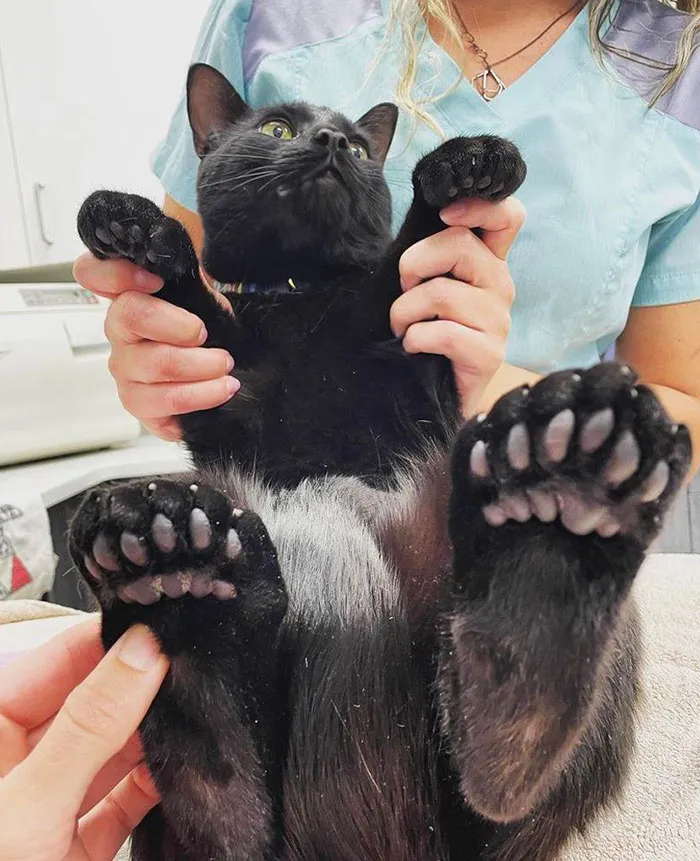 Eggleston Has Some Extra Toes