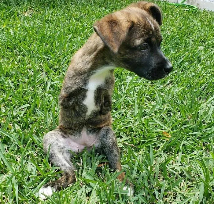 Frankie Was The Only One In A Litter Of Sixteen That Was Born With A Limb Difference