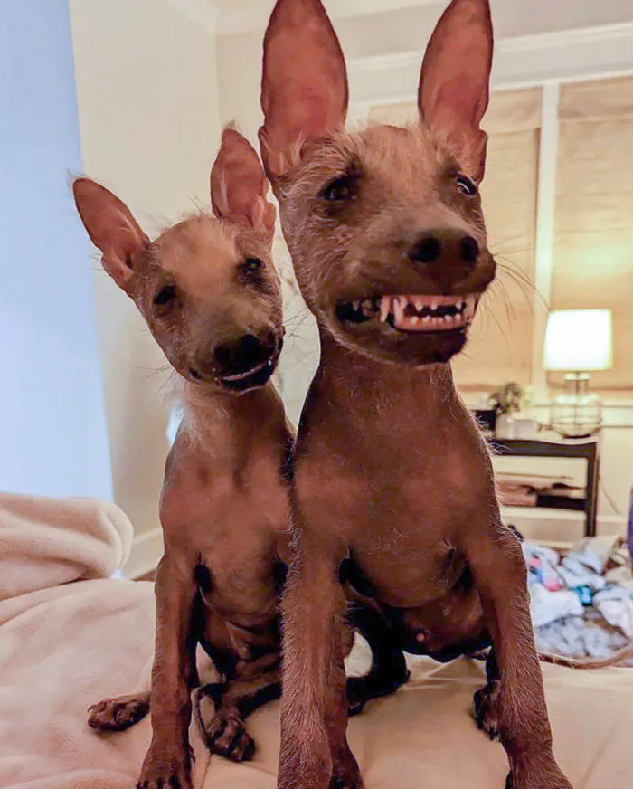 These Boys Have A Rare Genetic Condition And Just Got To The Us From PR And Clearly They’re Happy To Be Here