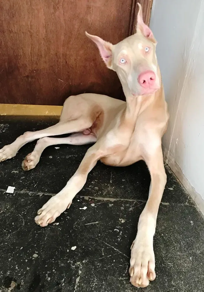 Spade, The Albino Doberman
