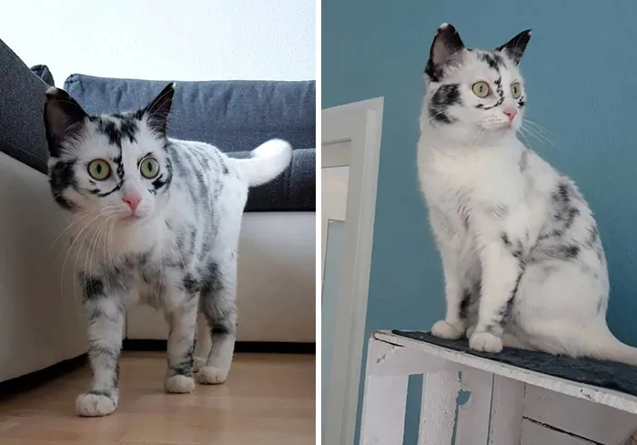 Soy un pequeño tigre… con vitiligo