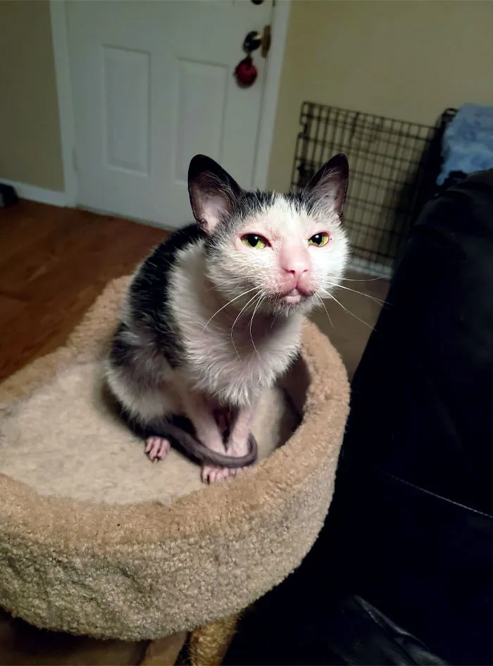This Is A Ghoulish Creature. I Recently Learned That She Is A Lykoi Cat. It's A Rare Natural Mutation. She's Extremely Vocal And Affectionate