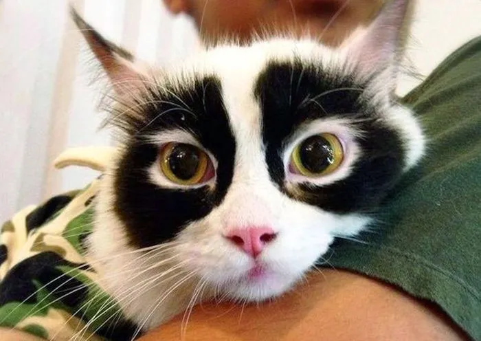 Este gato debe tener una identidad secreta