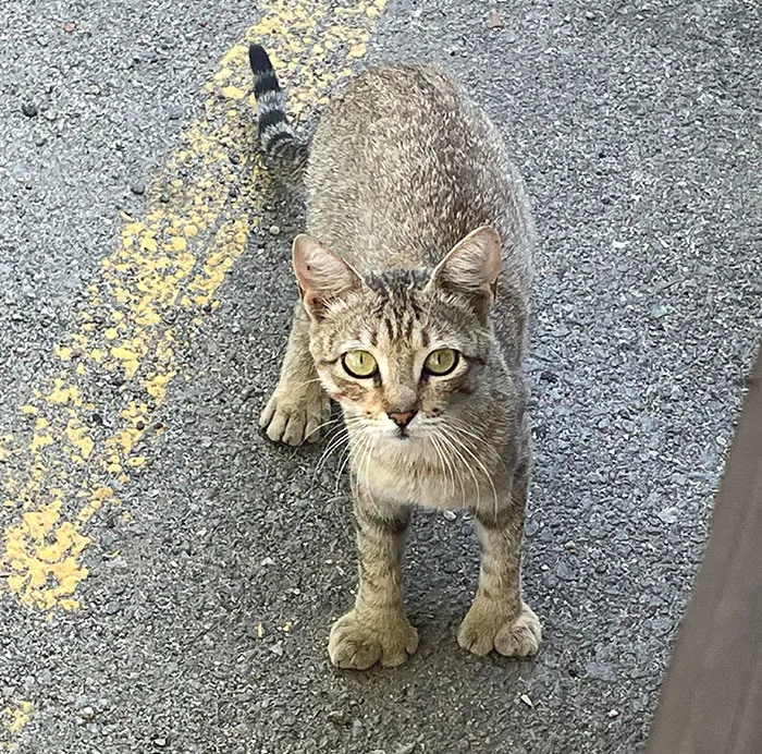 This Cat That Lives At The Parking Lot At My Job Has Extra Toes