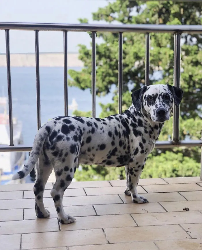 This Is Dino. He Has Dwarfism. He’s A Very Small Boy