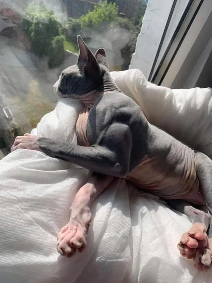 House Cat Suffering From Myostatin-Related Muscle Hypertrophy - A Rare Condition That Causes Muscles To Grow Excessively Large
