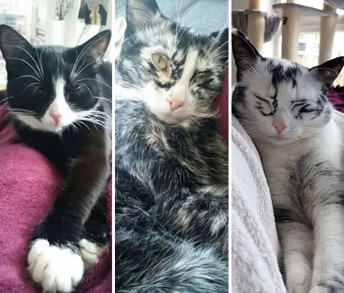 Elli Was Born With Tuxedo Markings And Turned Almost Completely White In Three Years Due To Vitiligo