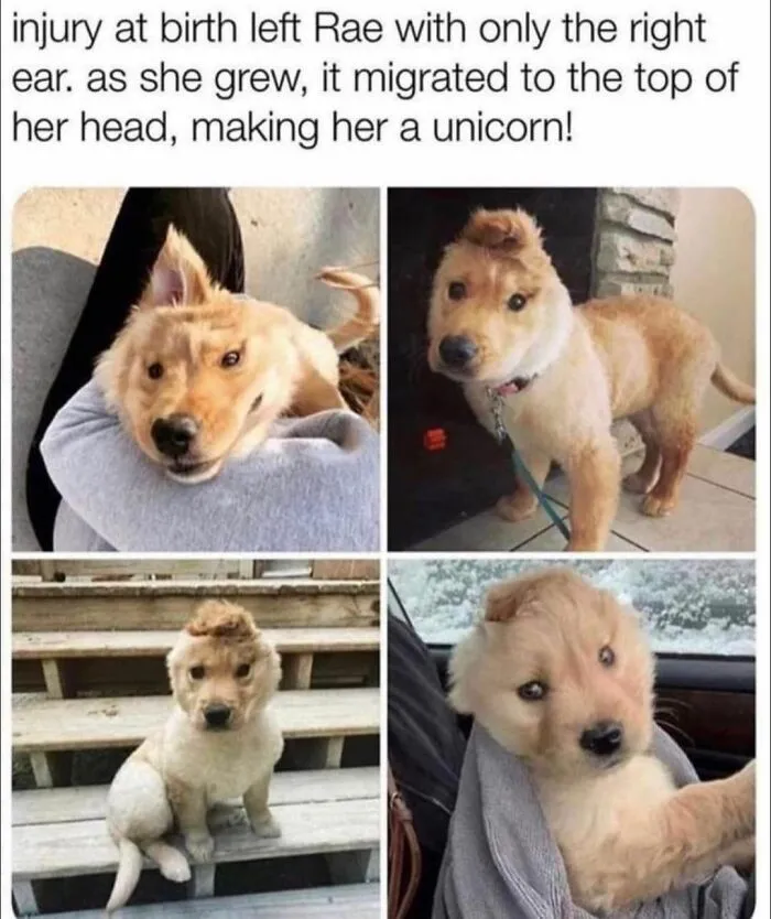 50 Heartwarming Posts From The ‘Wholesome Meets The Internet’ Account To Lift Your Spirits Up (New Pics)
