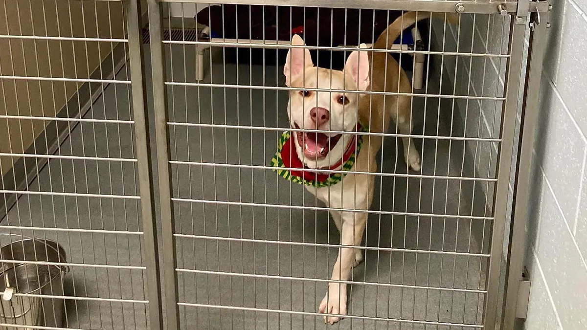 Second Graders Wrote Adorable Letters On Behalf Of Shelter Animals To Get Them Adopted, And It Worked