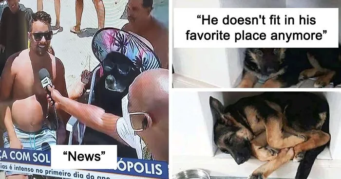 People In This Hilarious Online Group Are Deciding What's Wrong With These Dogs, Here Are 50 Of The Best Pics (New Pics)