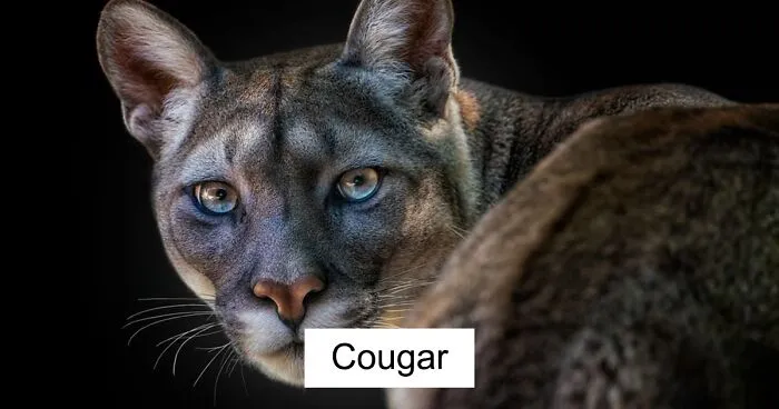 Wild Animals From Up Close: 30 Portraits By This Photographer