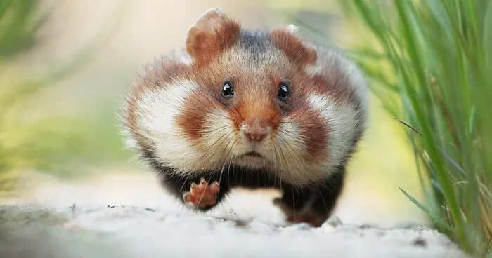 This Wildlife Photographer Spent 10 Years Photographing Wild Hamsters, And Here Are His Best 30 Pictures