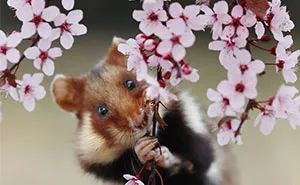 This Wildlife Photographer Spent 10 Years Photographing Wild Hamsters, And Here Are His Best 30 Pictures