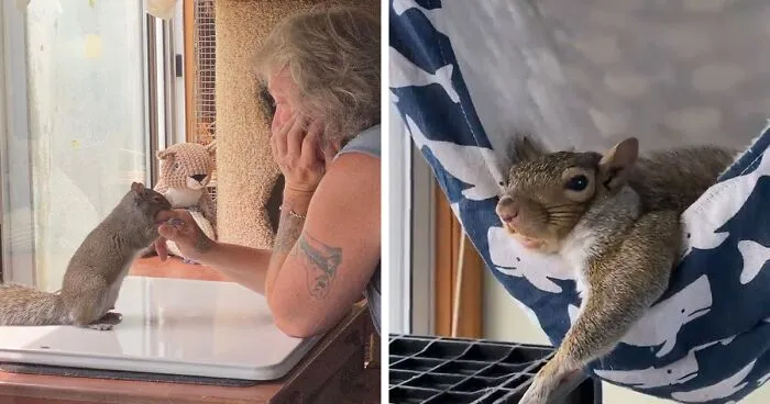 Woman Sheltered A Squirrel She Found In Her Garden Hoping To Release Him Eventually, The Squirrel Decided To Stay With Her