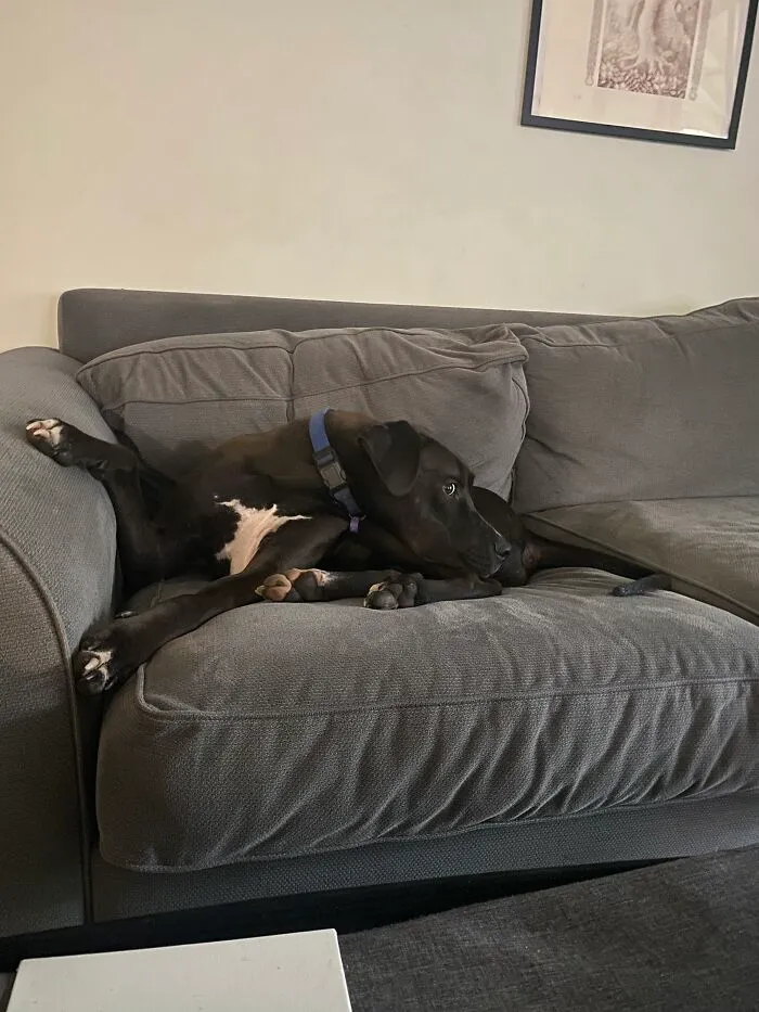 He Goes All Weird Whenever Cats Are On TV!