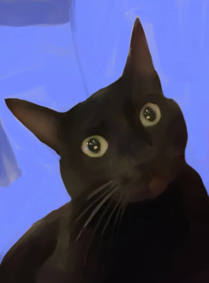 Bat Cat