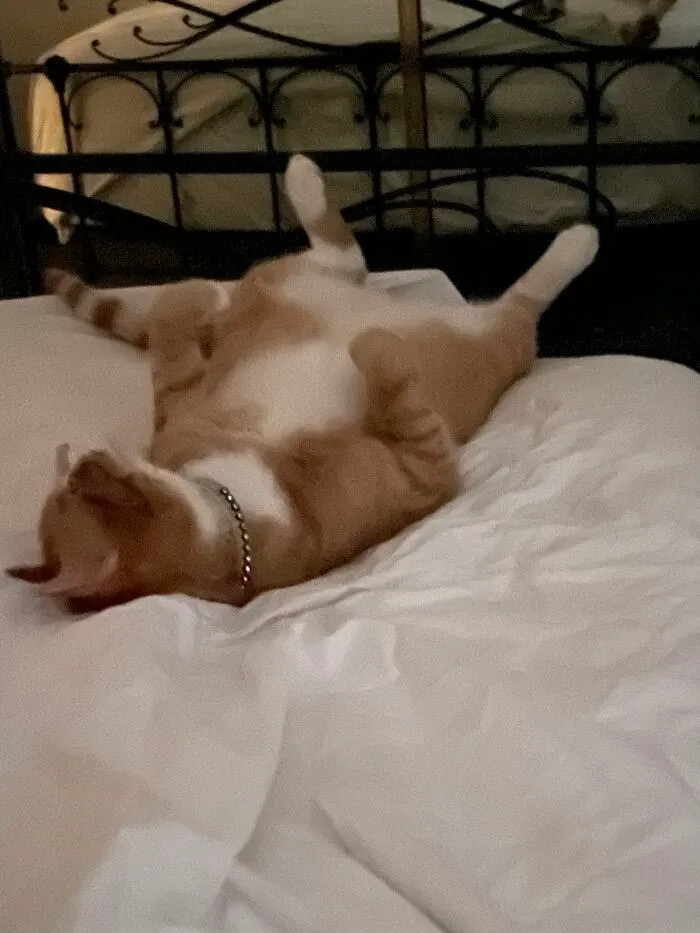 My Boy Every Single Time He Sleeps