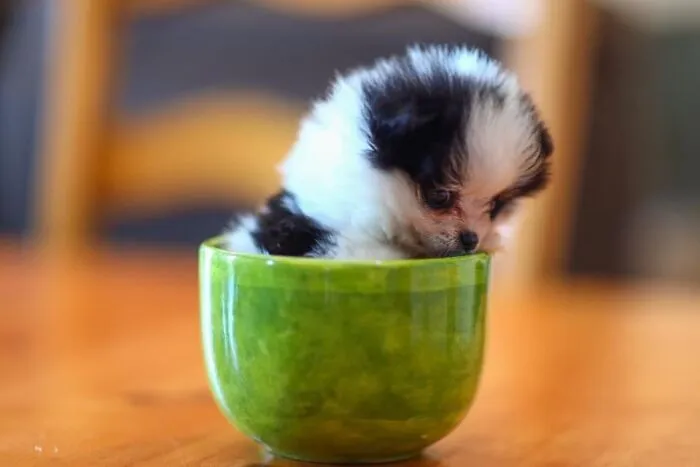 So Tiny!!!