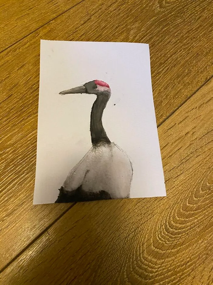 I’m 11 And These Are Some Of My Bird Drawings