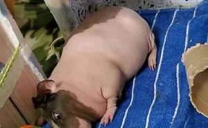 Hey Pandas, Post A Cursed Panoramic Photo (Closed)