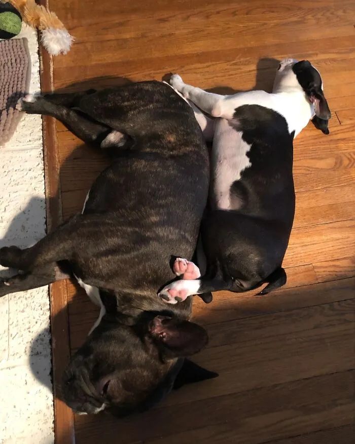 It’s Poppy And Hugo Cuddling