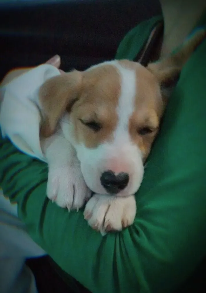 Cookie. On The Way Home From Adoption