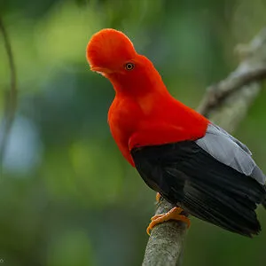 WH Amazing Animals
