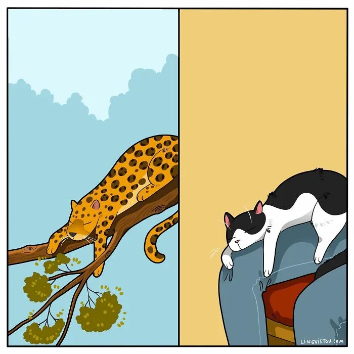 Esta artista ilustra cómo es vivir con un gato (25 nuevos cómics)
