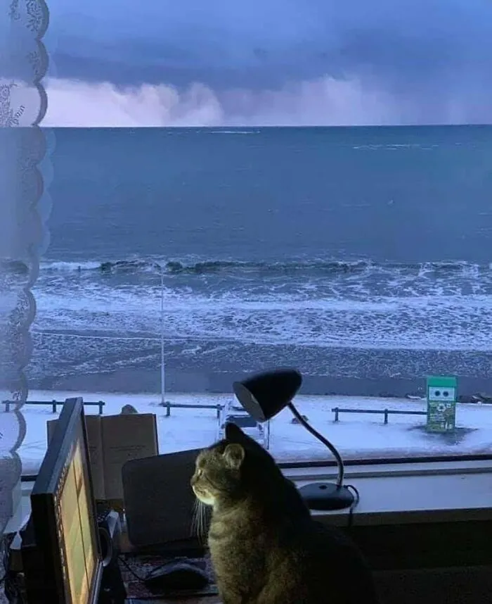 38 Fotos de animales que no tienen ningún sentido, compartidas en esta cuenta de Instagram