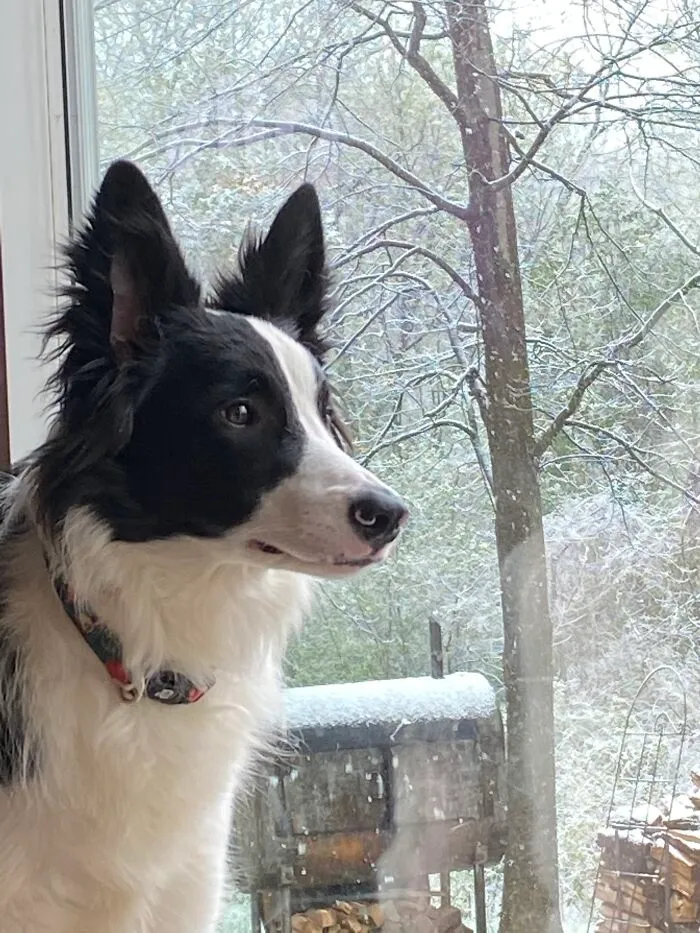 Mackie’s First Snowstorm