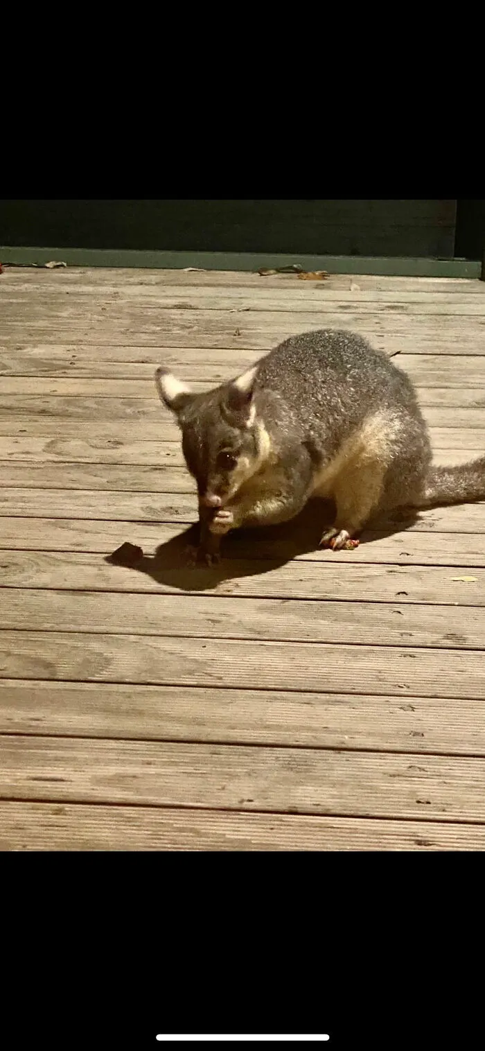 Little Possum!