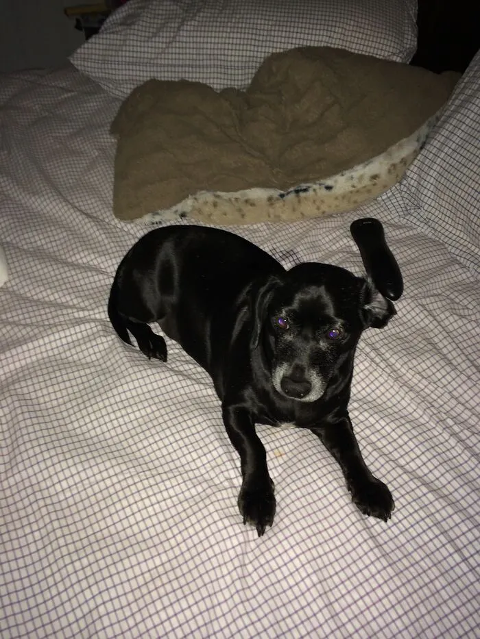 I Hope This Comes Back Around When I'm On Facebook Again. I Have Better Pics There. She's 11 Now And Her Face Is All White.