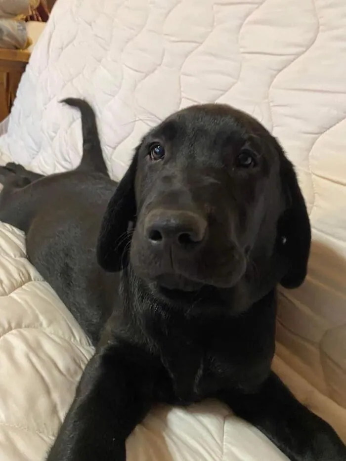 I Peed On The Couch