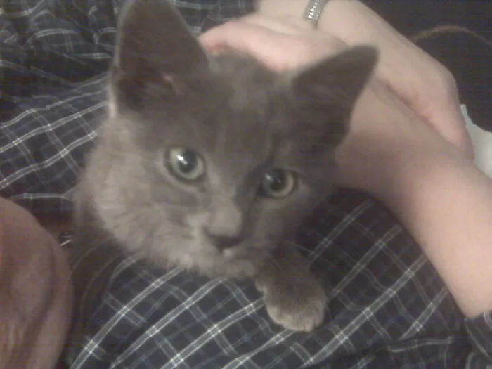 Poot, Our Little Puff Of Smoke, 12 Years Ago.  He Survived A Polar Vortex In Wi.