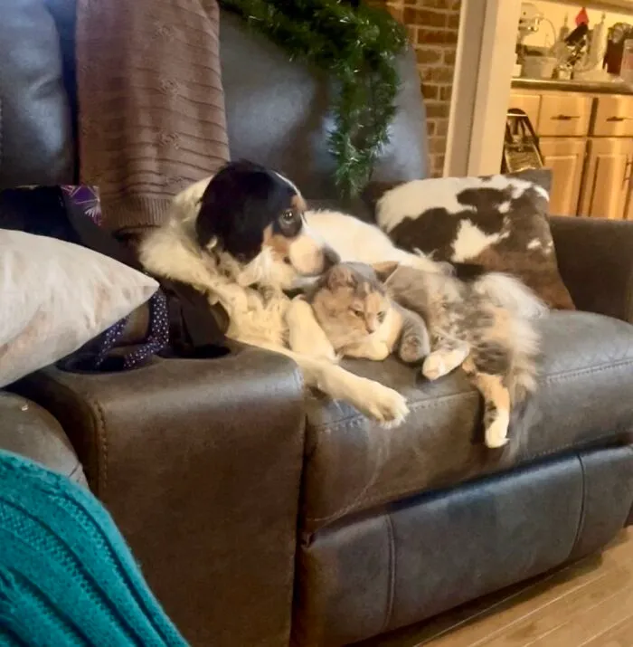 Best Frens Taking A Break From Playing Like Two Puppies