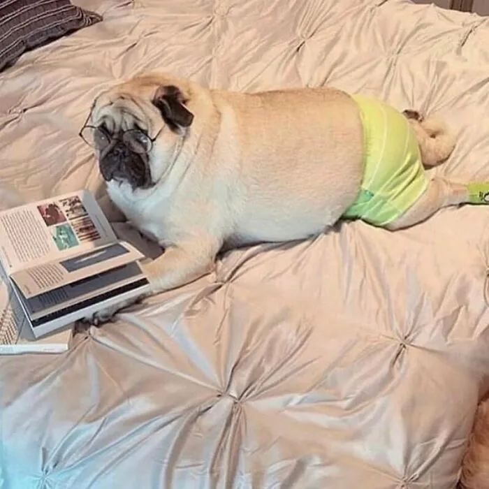 38 Fotos de animales que no tienen ningún sentido, compartidas en esta cuenta de Instagram