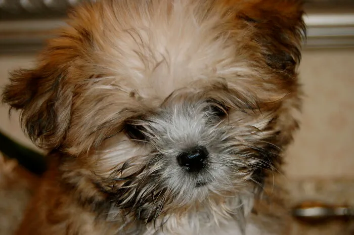 Oliver When He Was A Tiny Puppy; 12 Years Old Now And Still Just As Cute!