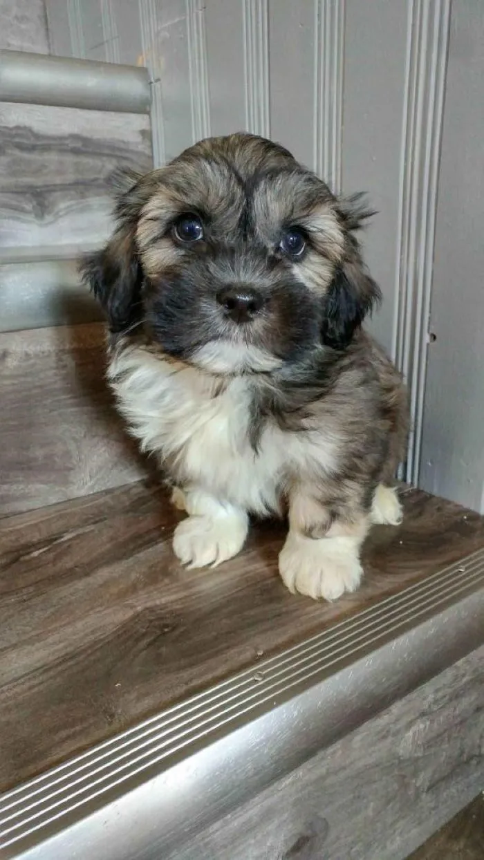 Baby Oscar