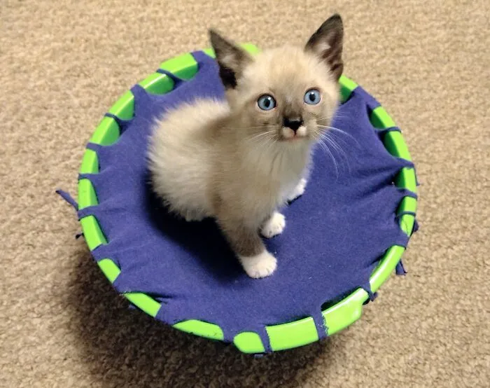 Link, My Foster Fail