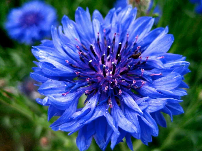 Pretty Bluey Purple