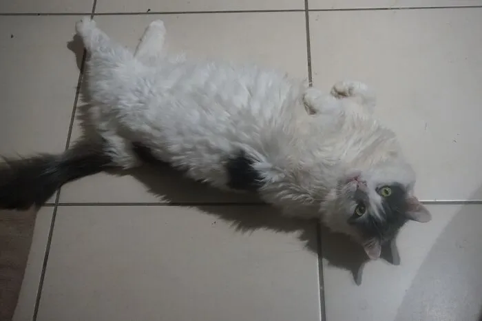 I Had Special Needs. I Was A Stray And Terrified When I Came Home With My Personal Servants. I'm Happy Now Though