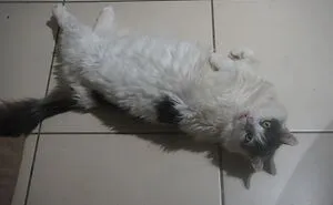 Hey Pandas! Share Some Pictures Of Your Special Needs Pets (Closed)