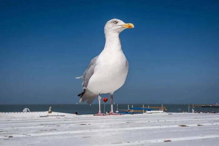 30 Extraordinary Pictures Taken By Jeffrey De Keyser Embracing "The Absurd Human Condition"
