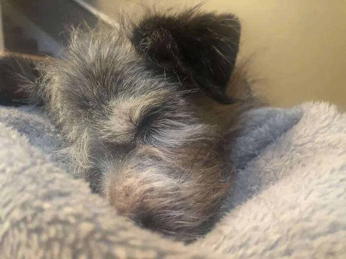 My Sweet Little Man, Griff, A Few Weeks Before He Passed On. He Was A Rescue From A Hoarder Situation, So We Didn't Know Exactly How Old He Was, But He Was My Sweet Boy For About 13yrs, So I Would Guess He Lived To 15-16. I Was Able To Hold Him In His Last Minutes...he Looked Me In The Eyes So Intensely...like He Was Trying To Burn His Memory Into My Soul...and He Already Had. That Stare, I Still Tear Up And Get The Chills Thinking About How Intense He Was. Obviously He Knew We Were At Our 'Goodbye For Now' Point.i Felt That He Was Trying To Say Everything He Needed To Say. It Was Devastating, But The Joy He Gave Me Was Worth It.