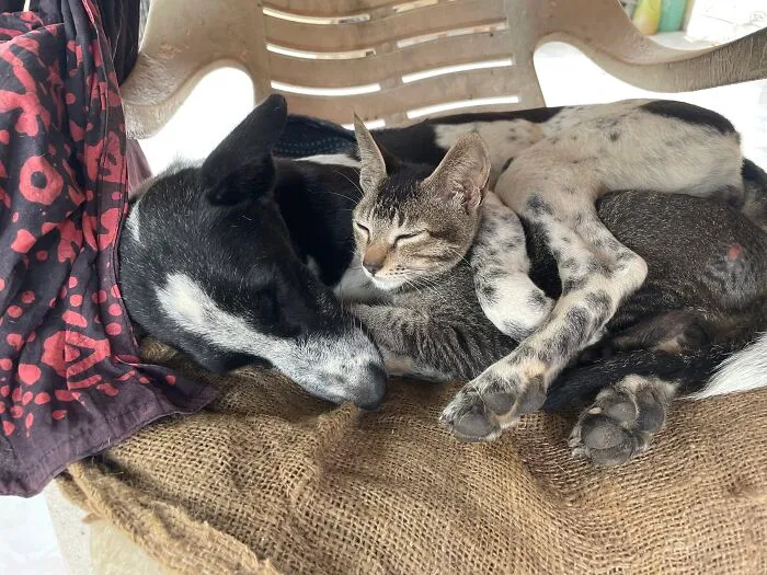 Tinga And Mau
